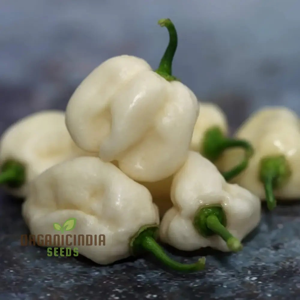 Chilli Habanero White Seeds - Premium Quality For Planting And Gardening