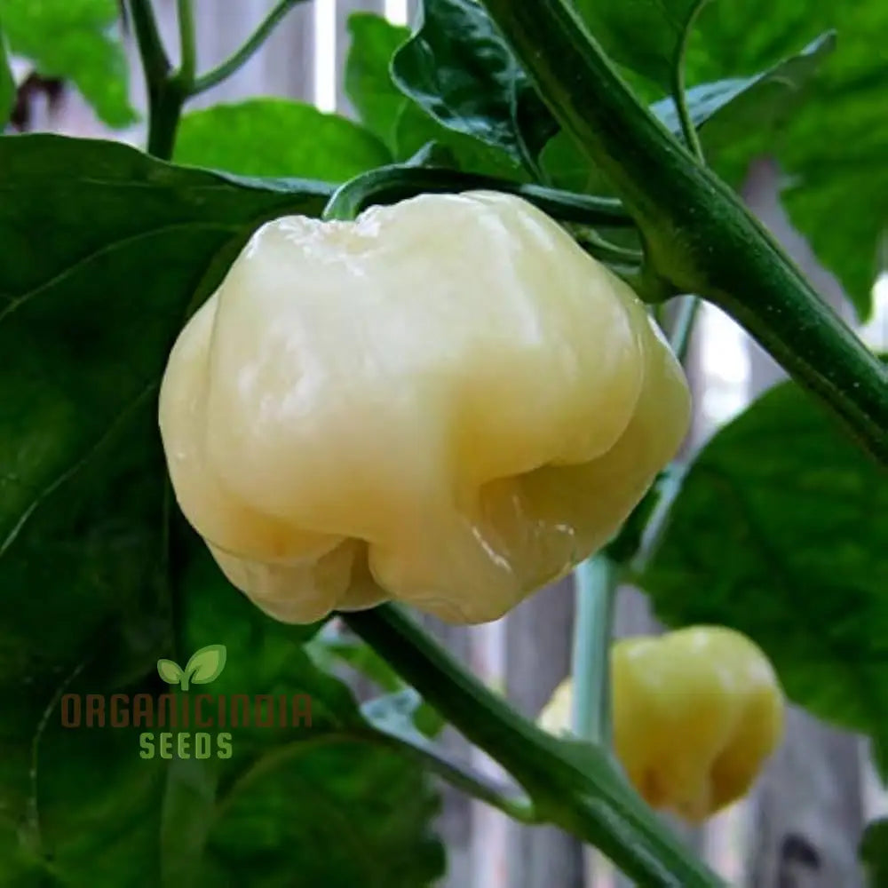 Chilli Habanero White Seeds - Premium Quality For Planting And Gardening