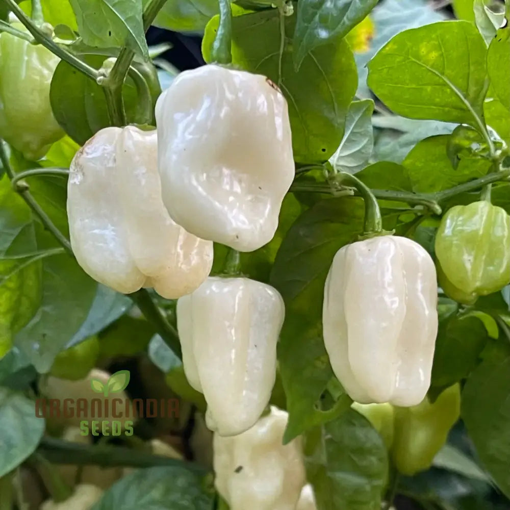 Chilli Habanero White Seeds - Premium Quality For Planting And Gardening