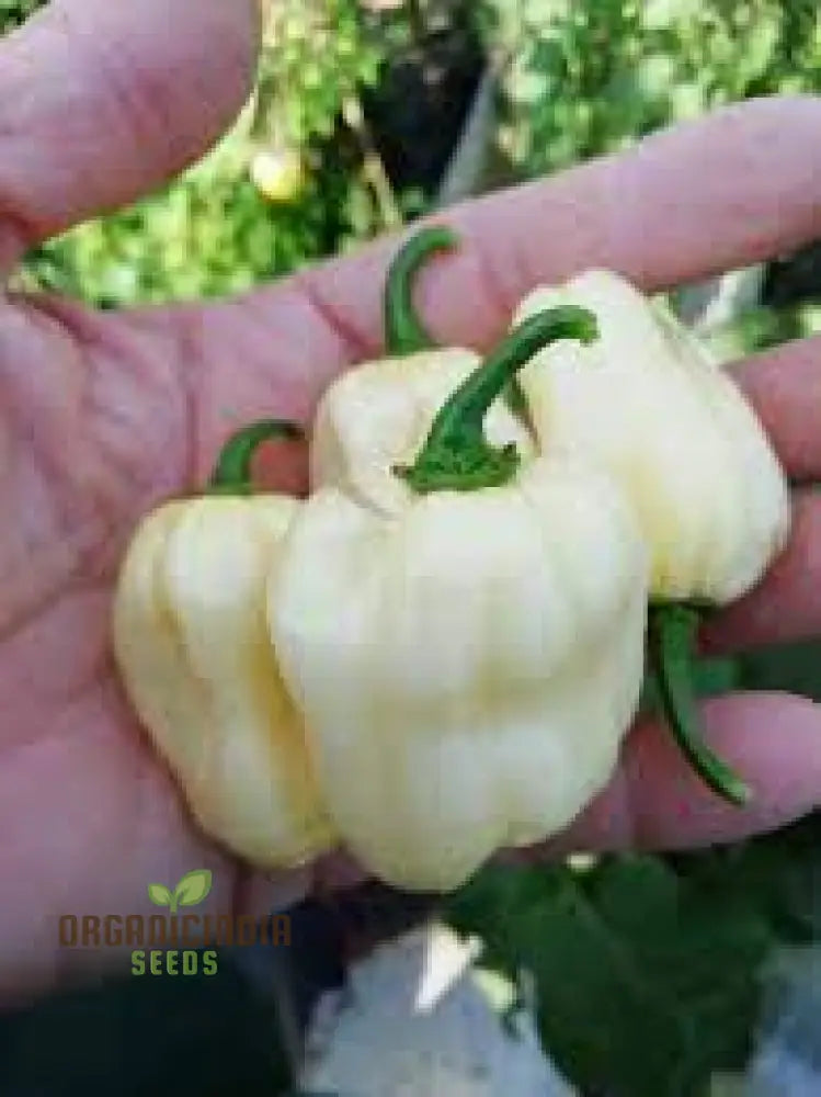 Chilli Habanero White Seeds - Premium Quality For Planting And Gardening