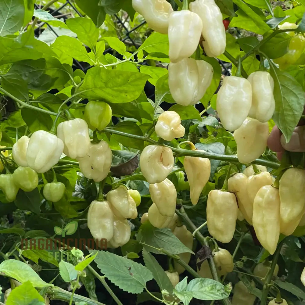 Chilli Habanero White Seeds - Premium Quality For Planting And Gardening