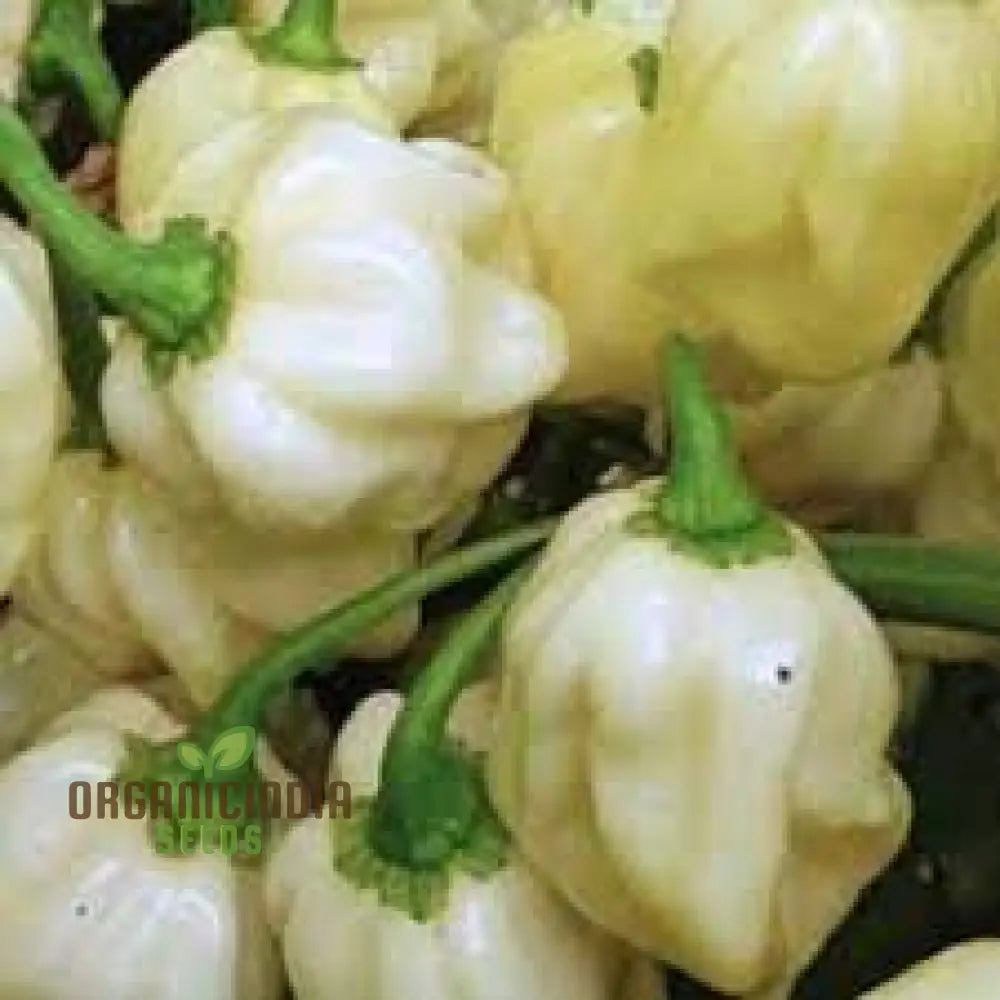 Chilli Habanero White Seeds - Premium Quality For Planting And Gardening