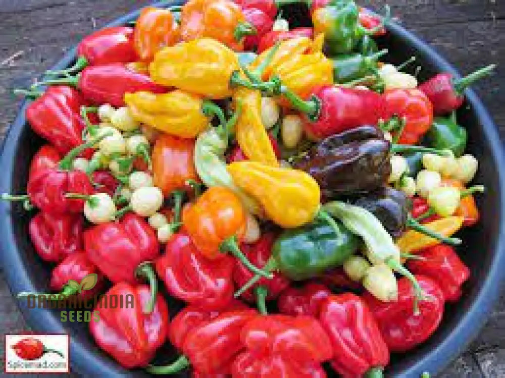 Chilli - Heirloom Mix Seeds | Premium Quality For Planting & Gardening Buy Organic Online