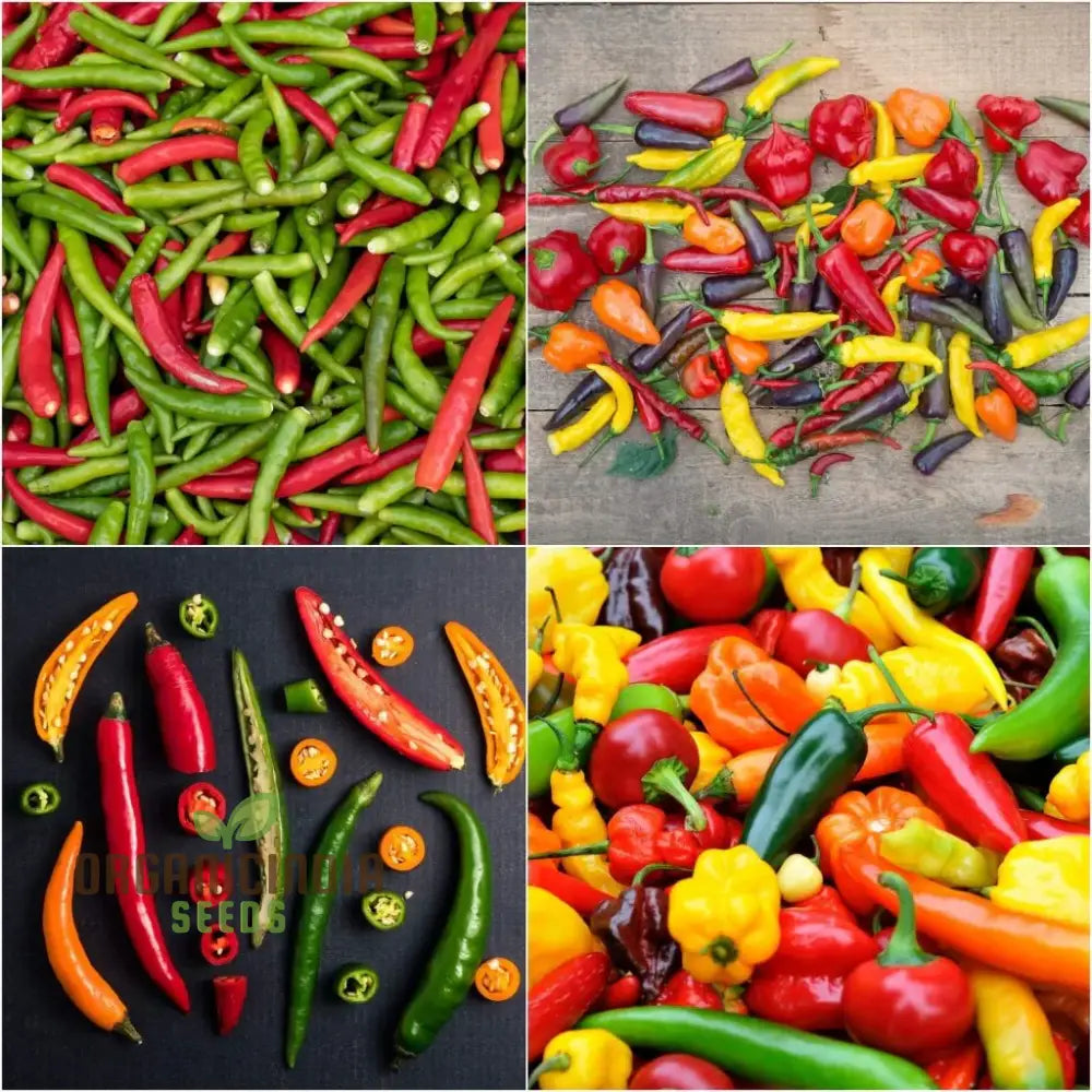 Chilli - Heirloom Mix Seeds | Premium Quality For Planting & Gardening Buy Organic Online