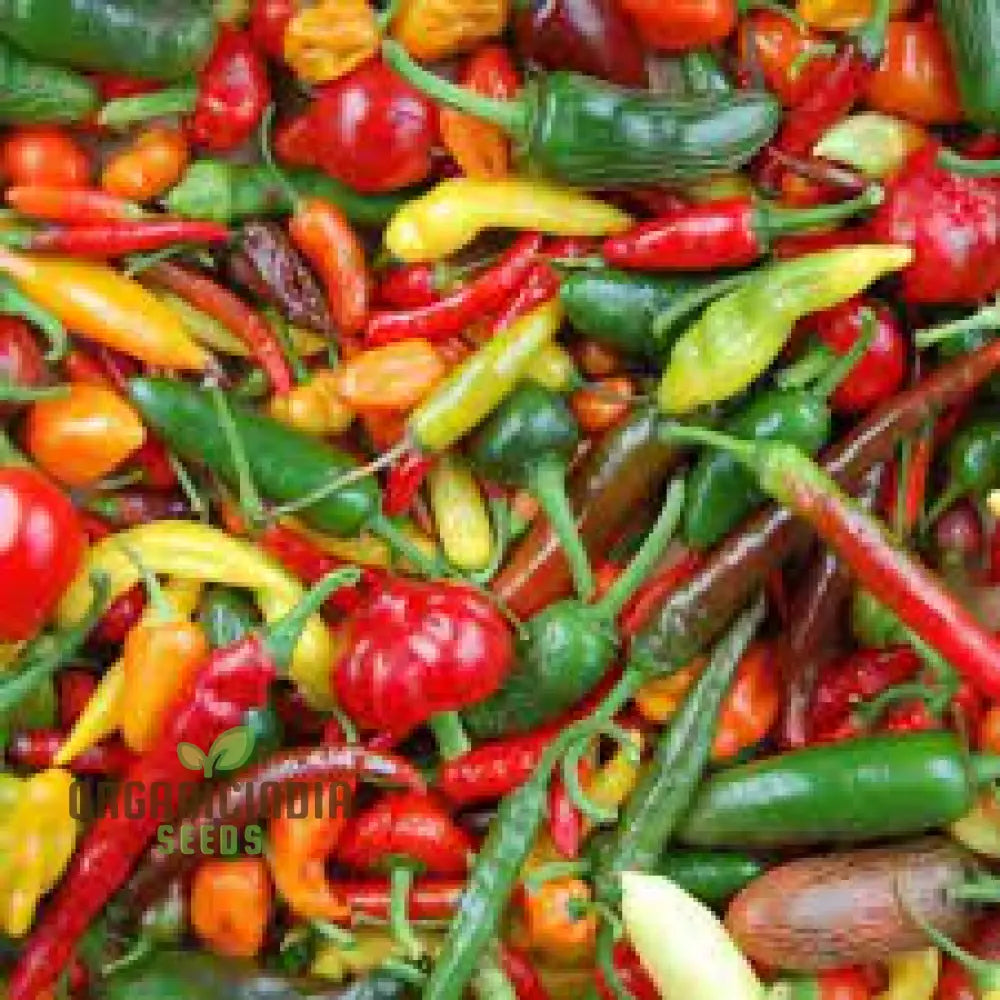 Chilli - Heirloom Mix Seeds | Premium Quality For Planting & Gardening Buy Organic Online