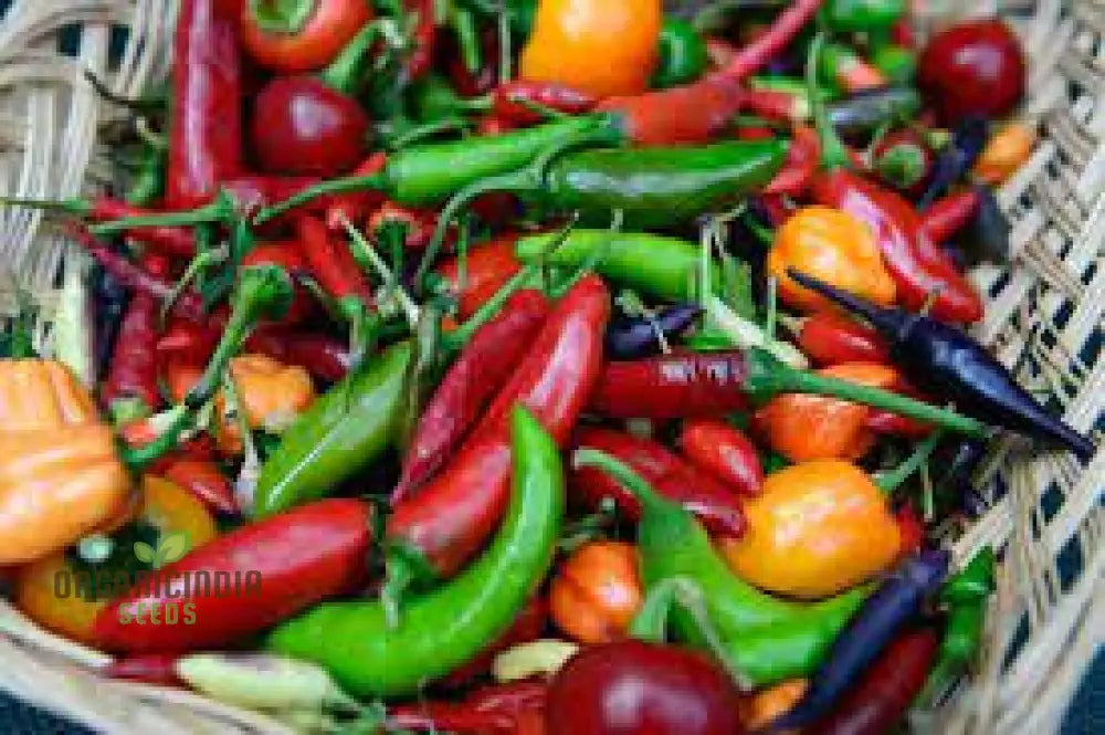 Chilli - Heirloom Mix Seeds | Premium Quality For Planting & Gardening Buy Organic Online