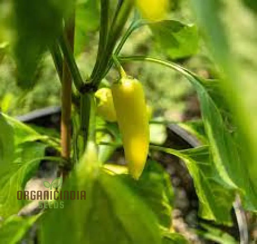 Chilli - Hungarian Yellow Wax Hot Seeds For Planting Gardening Premium Quality