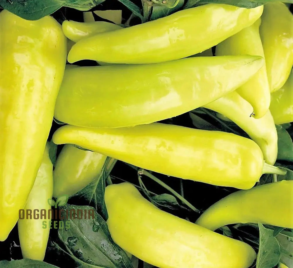 Chilli - Hungarian Yellow Wax Hot Seeds For Planting Gardening Premium Quality