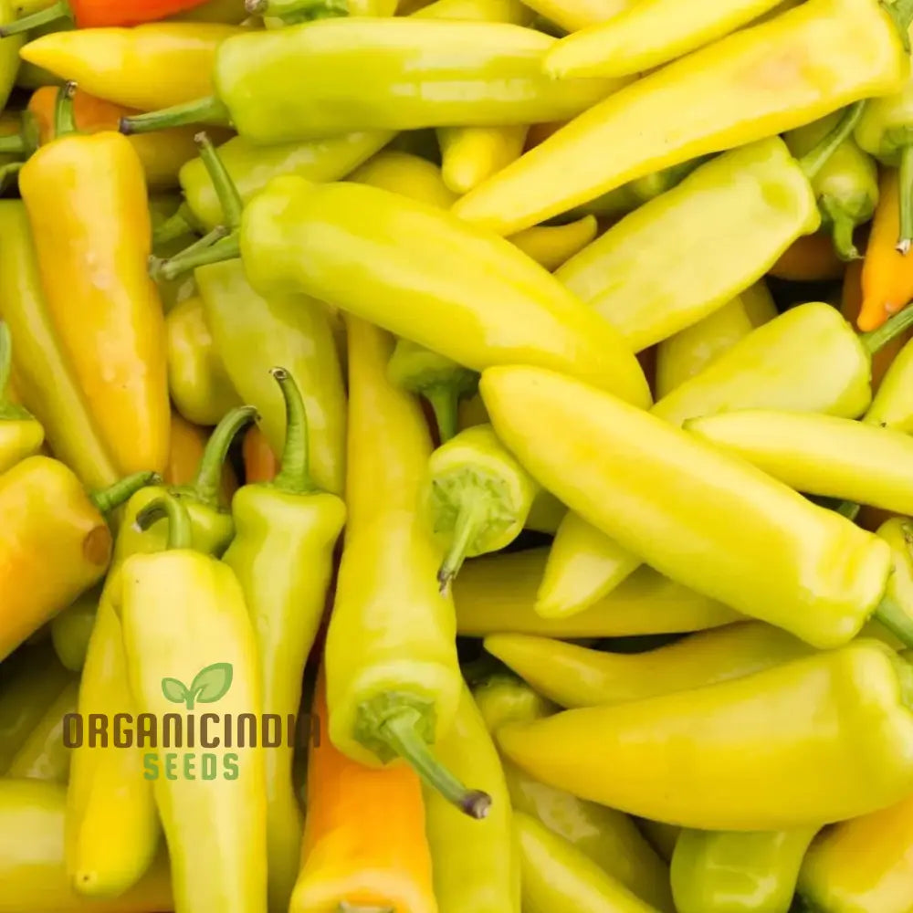 Chilli - Hungarian Yellow Wax Hot Seeds For Planting Gardening Premium Quality