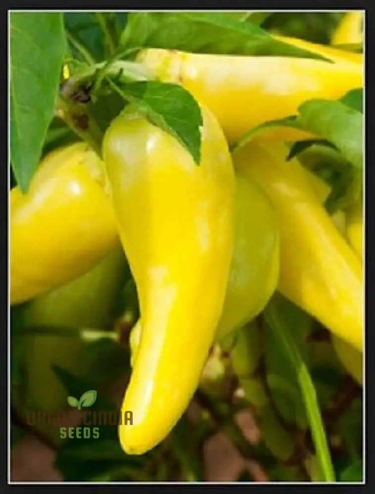 Chilli - Hungarian Yellow Wax Hot Seeds For Planting Gardening Premium Quality