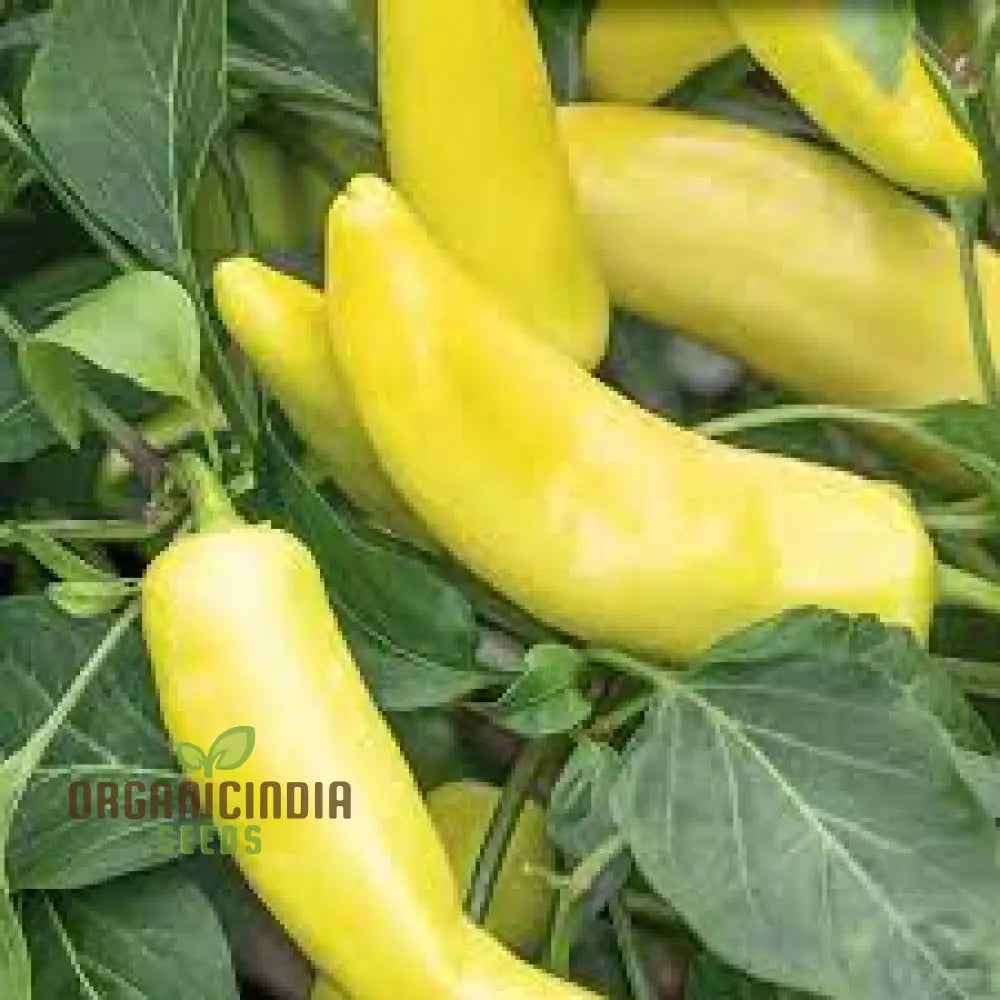 Chilli - Hungarian Yellow Wax Hot Seeds For Planting Gardening Premium Quality