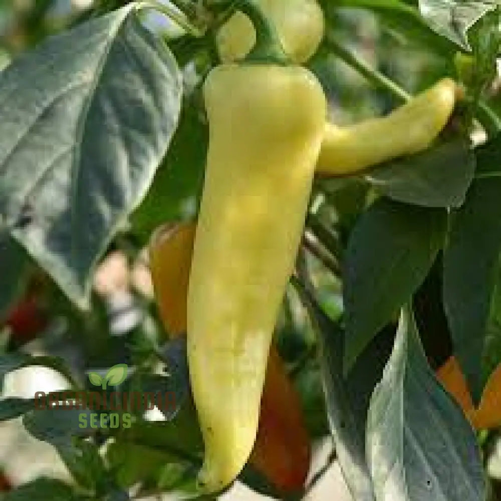 Chilli - Hungarian Yellow Wax Hot Seeds For Planting Gardening Premium Quality