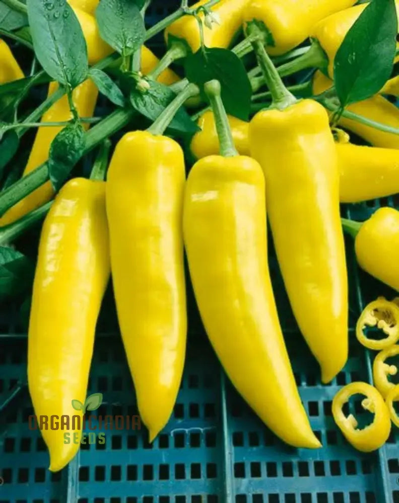 Chilli - Hungarian Yellow Wax Hot Seeds For Planting Gardening Premium Quality