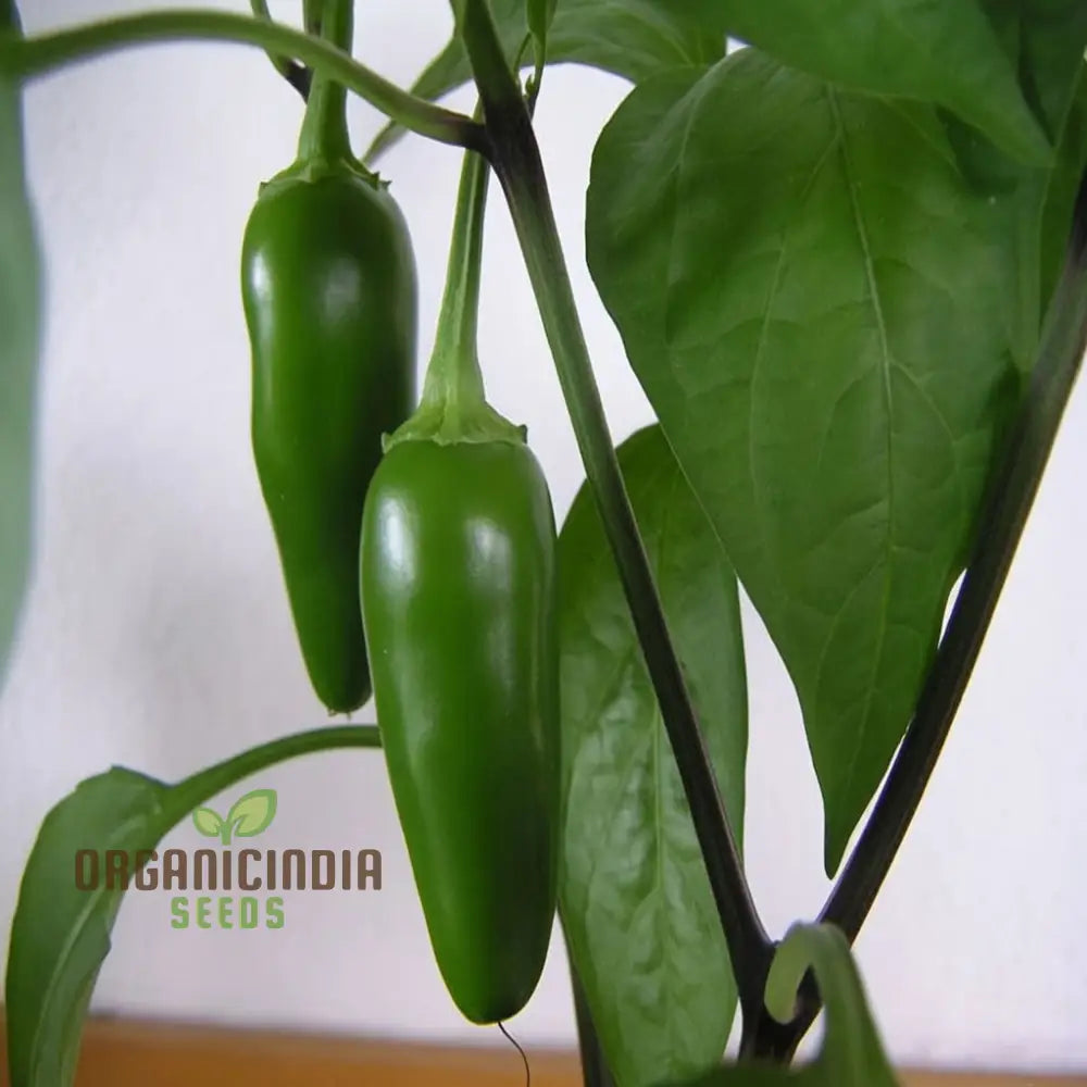 Chilli Jalapeno Seeds - Grow Spicy And Flavorful Peppers In Your Garden