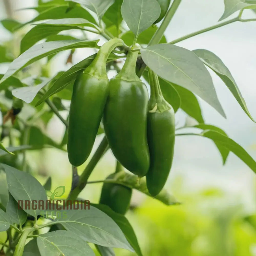 Chilli Jalapeno Seeds - Grow Spicy And Flavorful Peppers In Your Garden