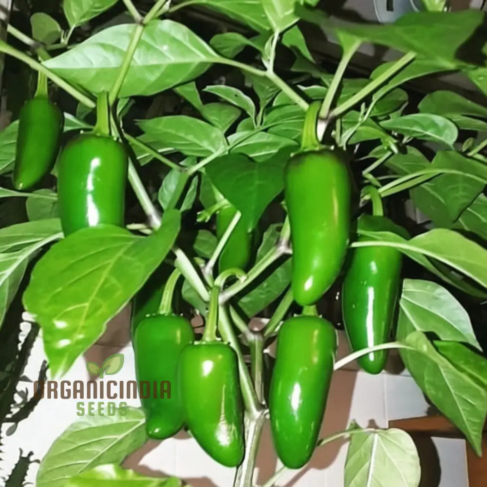 Chilli Jalapeno Seeds - Grow Spicy And Flavorful Peppers In Your Garden