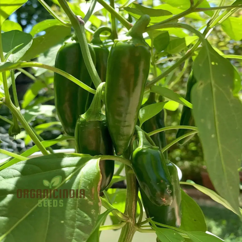 Chilli Jalapeno Seeds - Grow Spicy And Flavorful Peppers In Your Garden