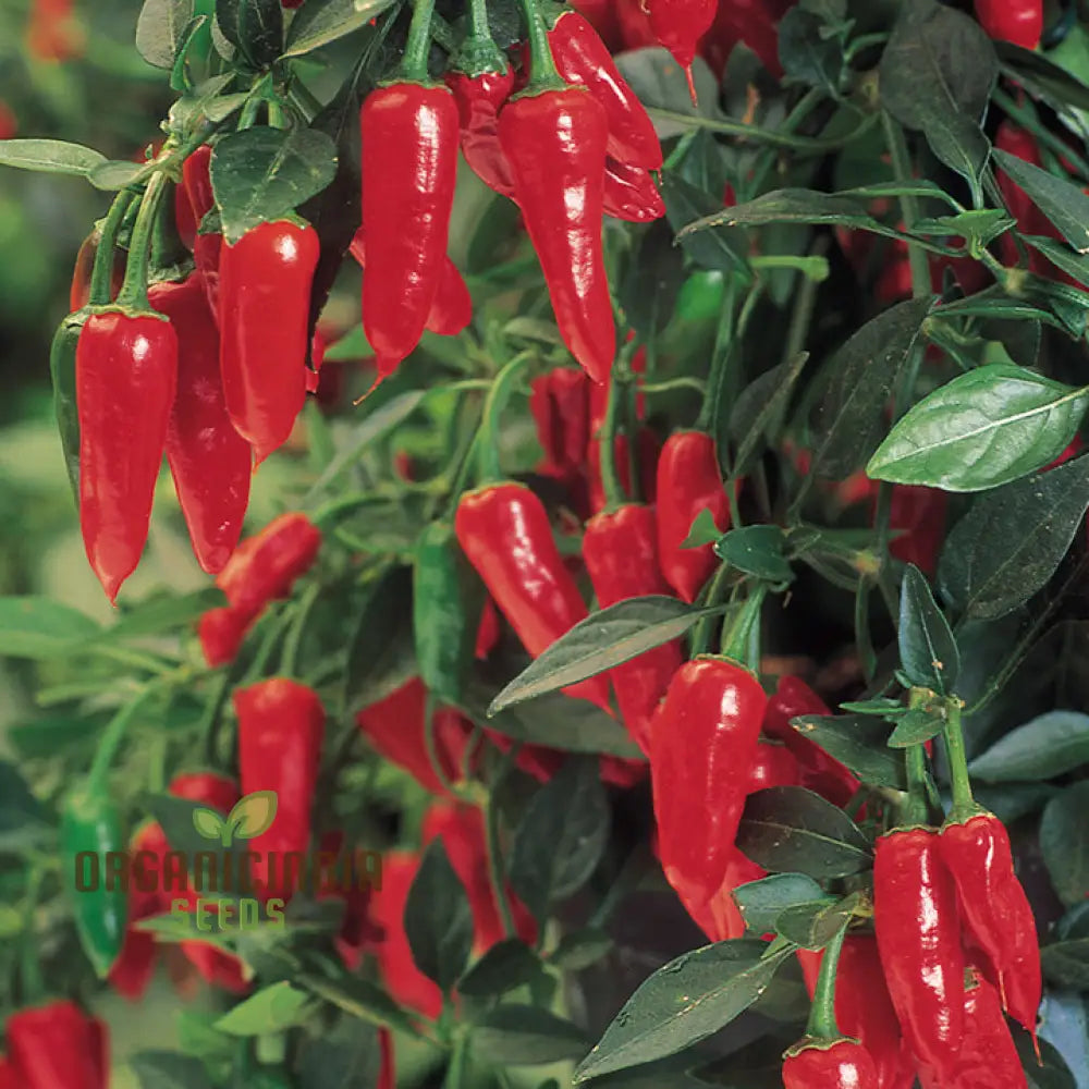 Chilli - Little Hottie F1 Seeds For Planting And Gardening | Premium Quality