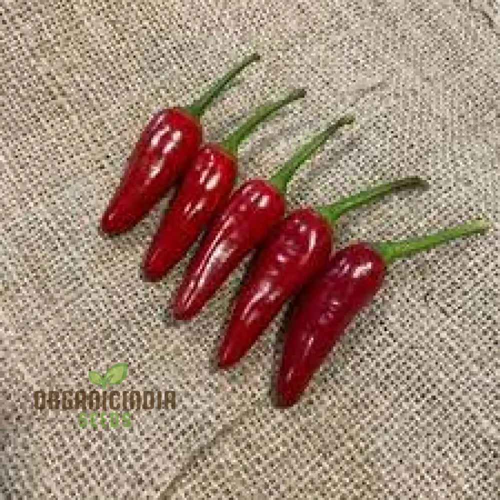 Chilli - Little Hottie F1 Seeds For Planting And Gardening | Premium Quality