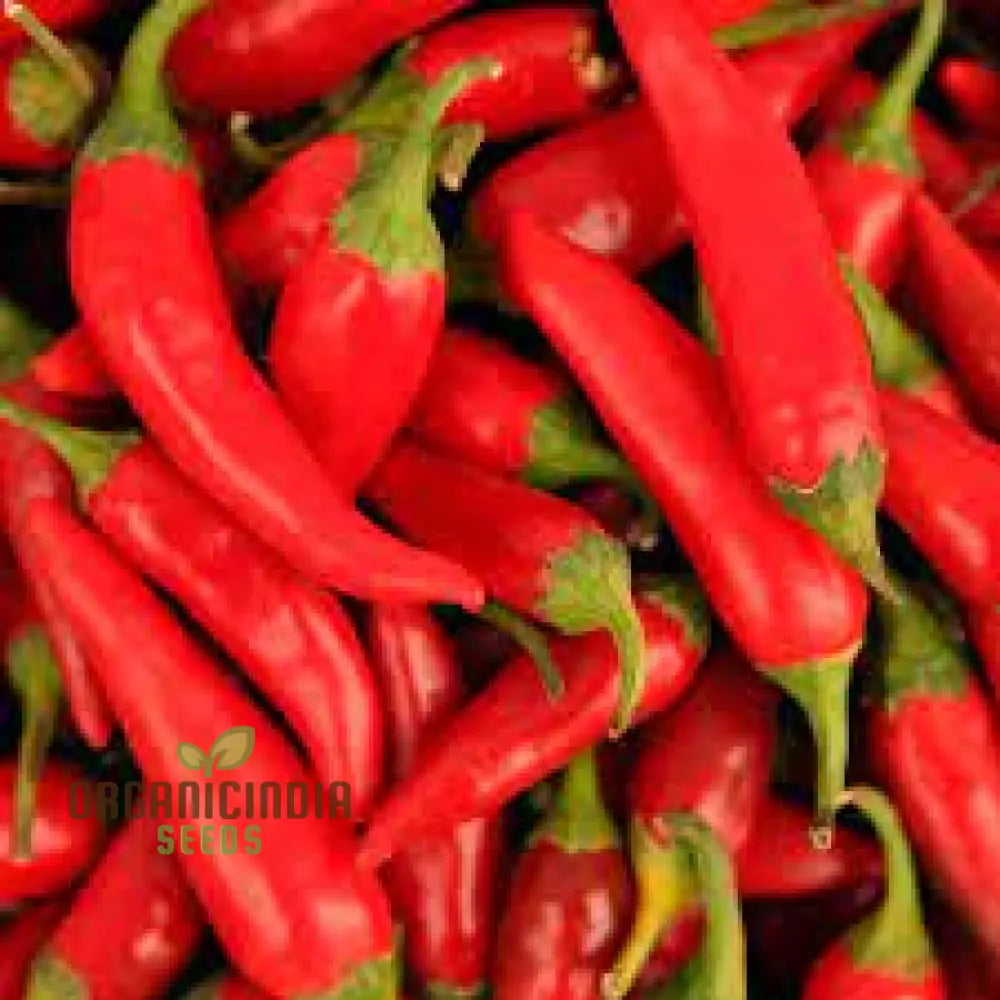 Chilli - Little Hottie F1 Seeds For Planting And Gardening | Premium Quality