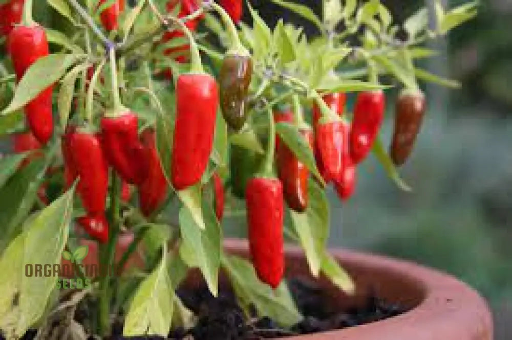 Chilli - Little Hottie F1 Seeds For Planting And Gardening | Premium Quality