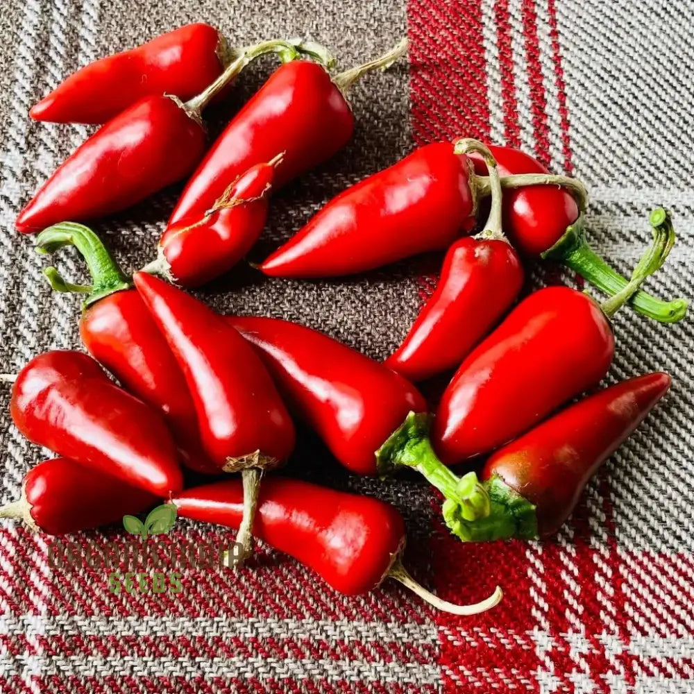 Chilli - Little Hottie F1 Seeds For Planting And Gardening | Premium Quality