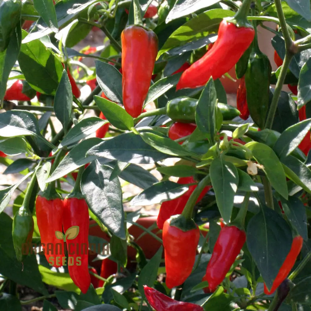 Chilli - Little Hottie F1 Seeds For Planting And Gardening | Premium Quality