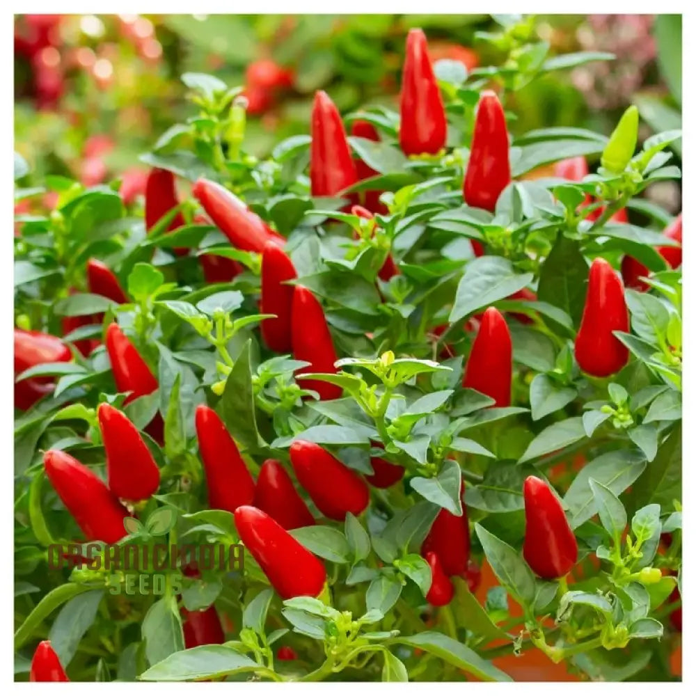 Chilli - Little Hottie F1 Seeds For Planting And Gardening | Premium Quality