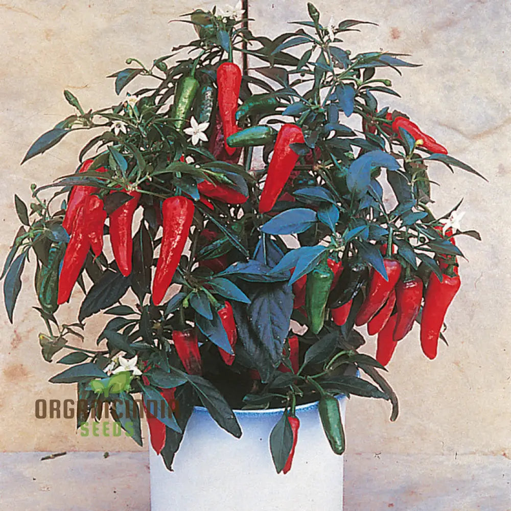 Chilli - Little Hottie F1 Seeds For Planting And Gardening | Premium Quality