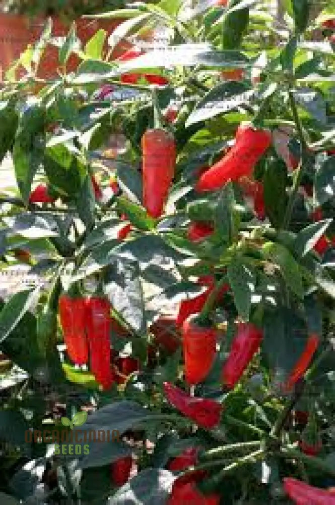 Chilli - Little Hottie F1 Seeds For Planting And Gardening | Premium Quality