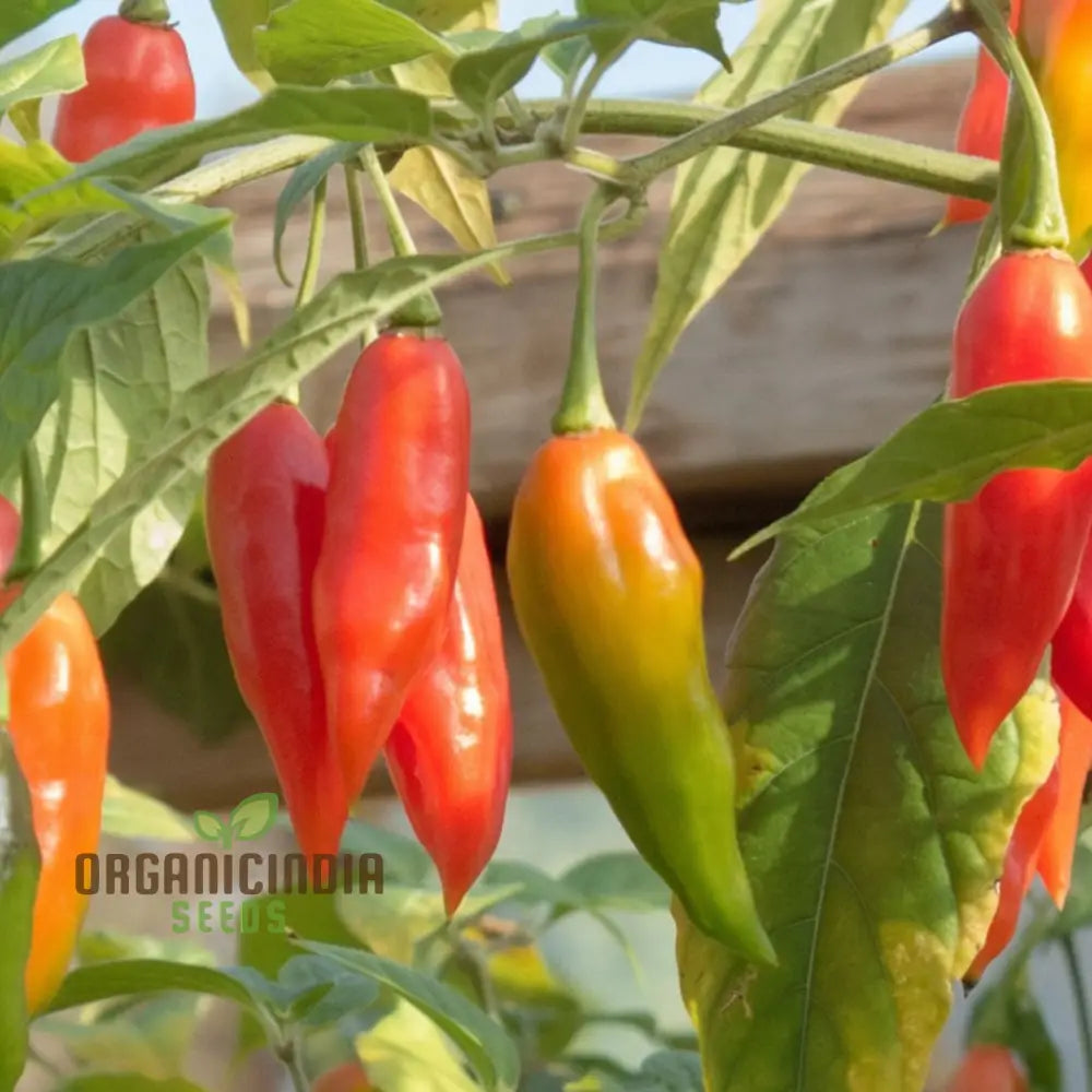 Chilli Paper Lantern Seeds - Grow Colorful And Spicy Peppers In Your Garden