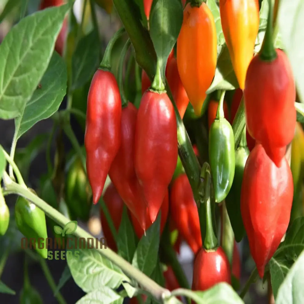 Chilli Paper Lantern Seeds - Grow Colorful And Spicy Peppers In Your Garden