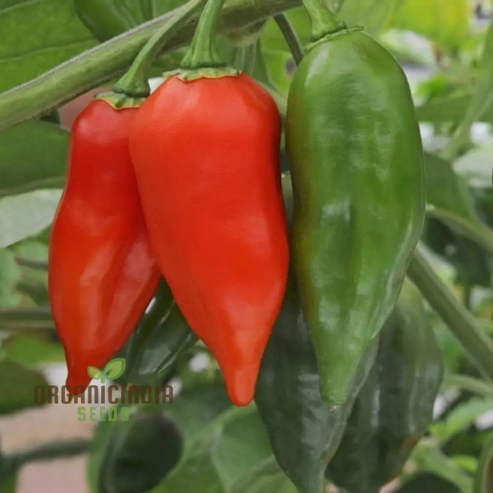 Chilli Paper Lantern Seeds - Grow Colorful And Spicy Peppers In Your Garden