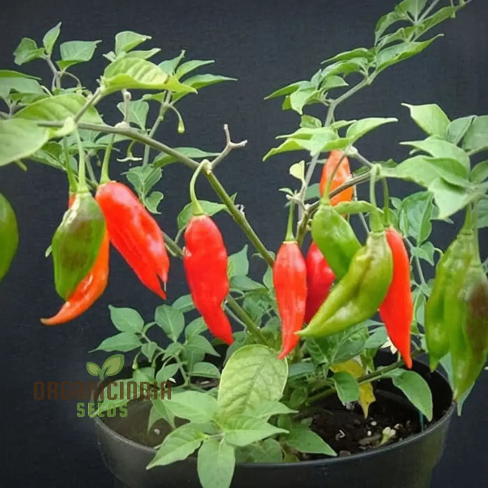 Chilli Paper Lantern Seeds - Grow Colorful And Spicy Peppers In Your Garden