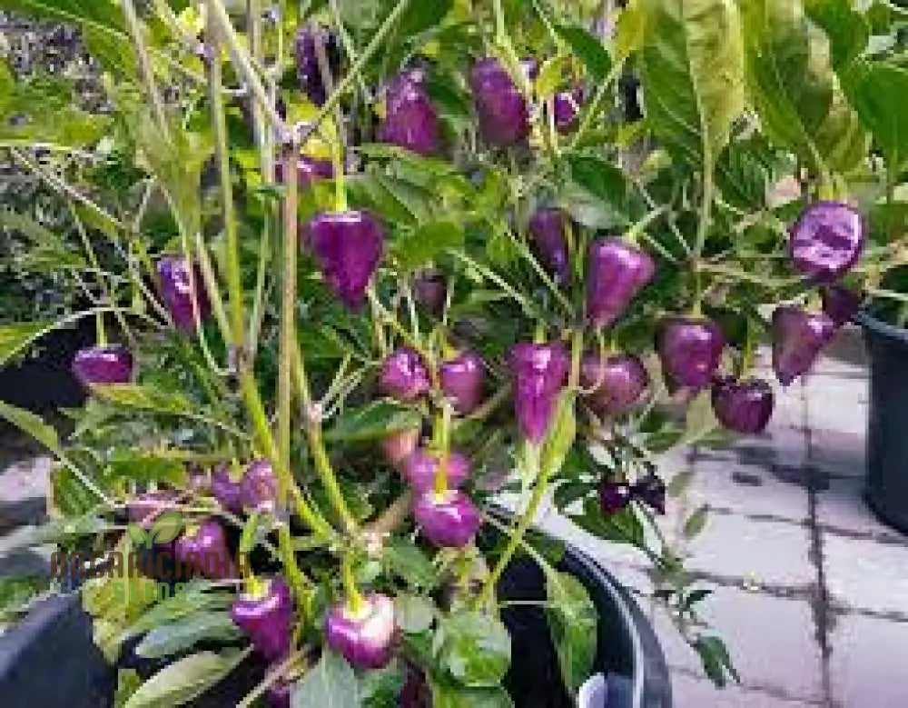 Chilli Pepper - Purple Ufo Seeds For Gardening Enthusiasts | Unique Varietal Spicy Delights