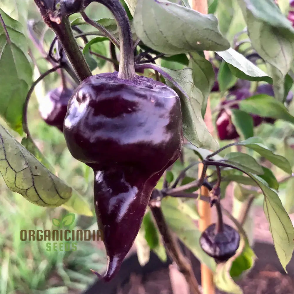 Chilli Pepper - Purple Ufo Seeds For Gardening Enthusiasts | Unique Varietal Spicy Delights