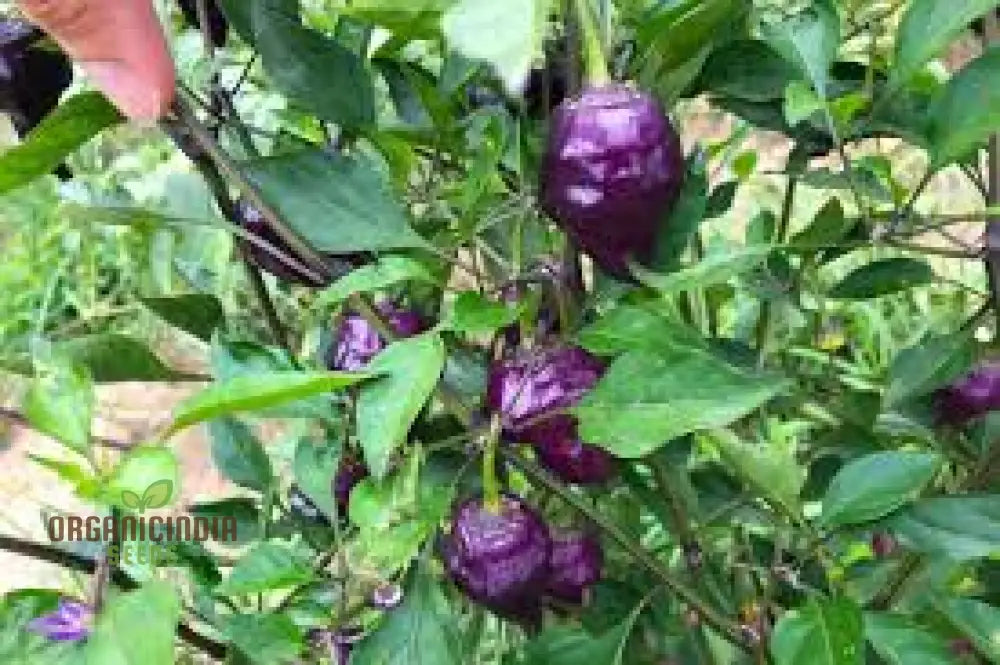 Chilli Pepper - Purple Ufo Seeds For Gardening Enthusiasts | Unique Varietal Spicy Delights