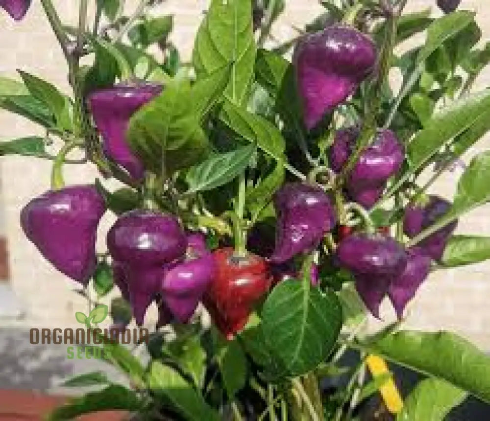 Chilli Pepper - Purple Ufo Seeds For Gardening Enthusiasts | Unique Varietal Spicy Delights