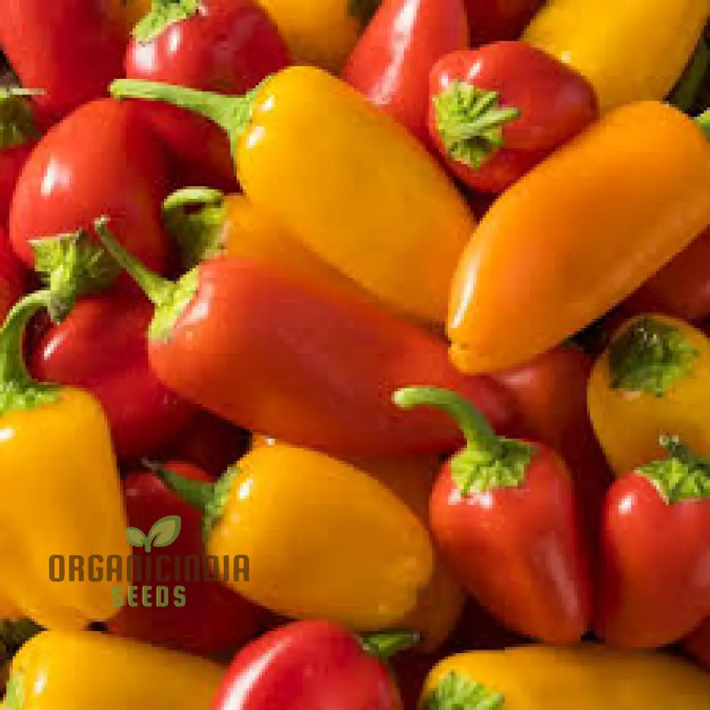 Chilli - Santa Fe Grande Seeds For Planting And Gardening | Organic Seed Collection