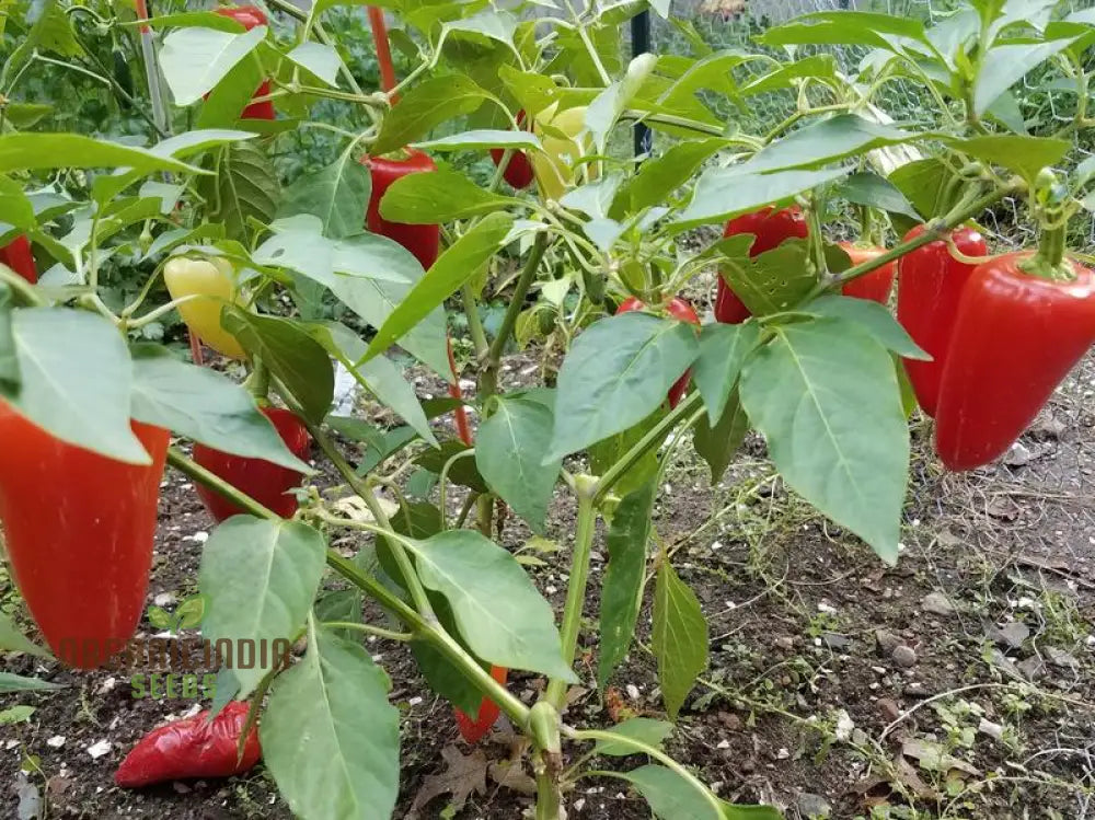 Chilli - Santa Fe Grande Seeds For Planting And Gardening | Organic Seed Collection