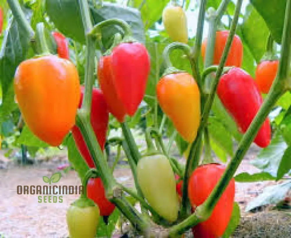 Chilli - Santa Fe Grande Seeds For Planting And Gardening | Organic Seed Collection