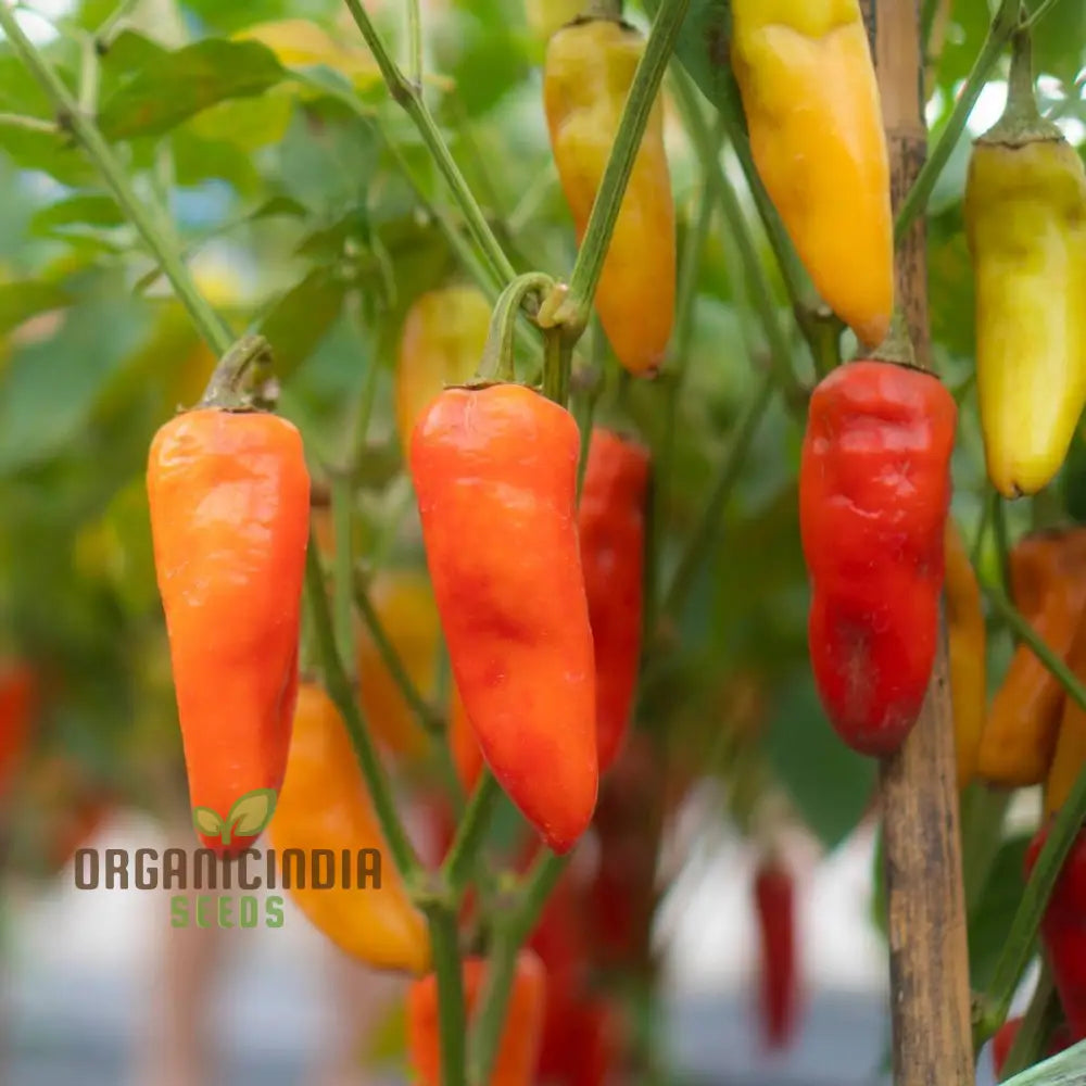 Chilli - Santa Fe Grande Seeds For Planting And Gardening | Organic Seed Collection