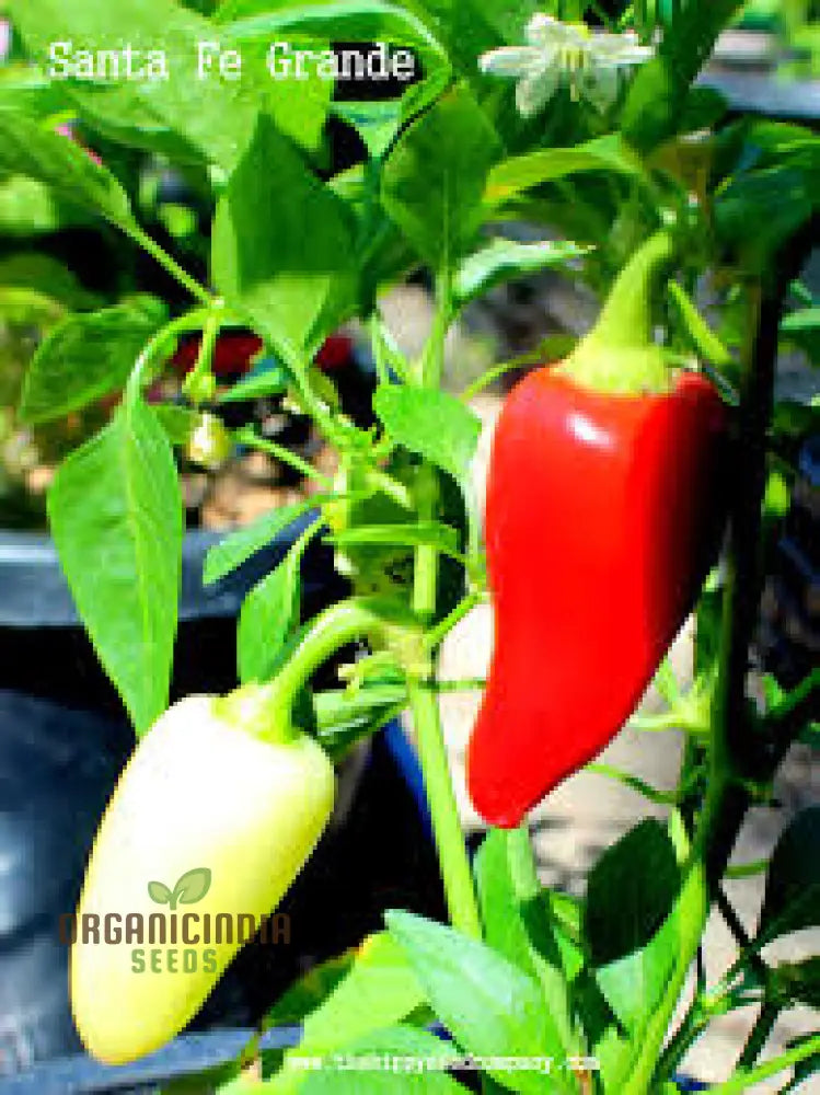 Chilli - Santa Fe Grande Seeds For Planting And Gardening | Organic Seed Collection