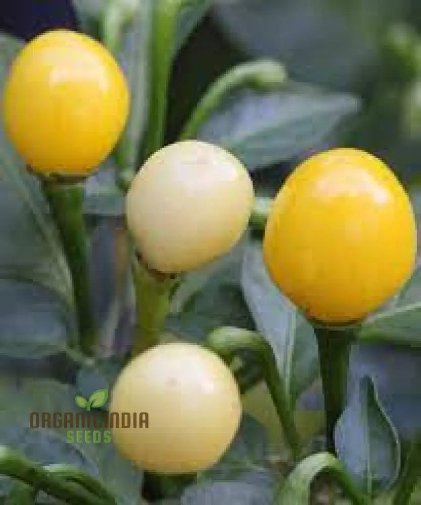 Chilli Seeds - Habanero Yellow Jelly Bean For Planting & Gardening