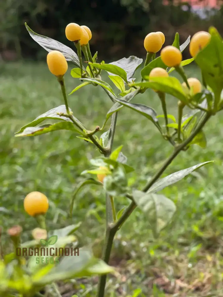 Chilli Seeds - Habanero Yellow Jelly Bean For Planting & Gardening