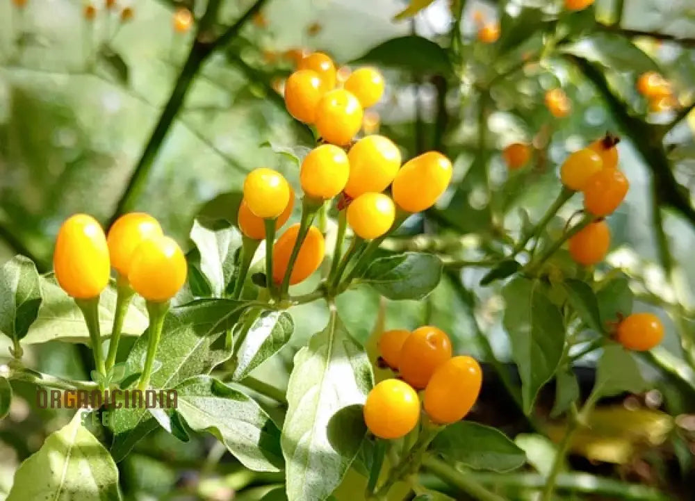 Chilli Seeds - Habanero Yellow Jelly Bean For Planting & Gardening