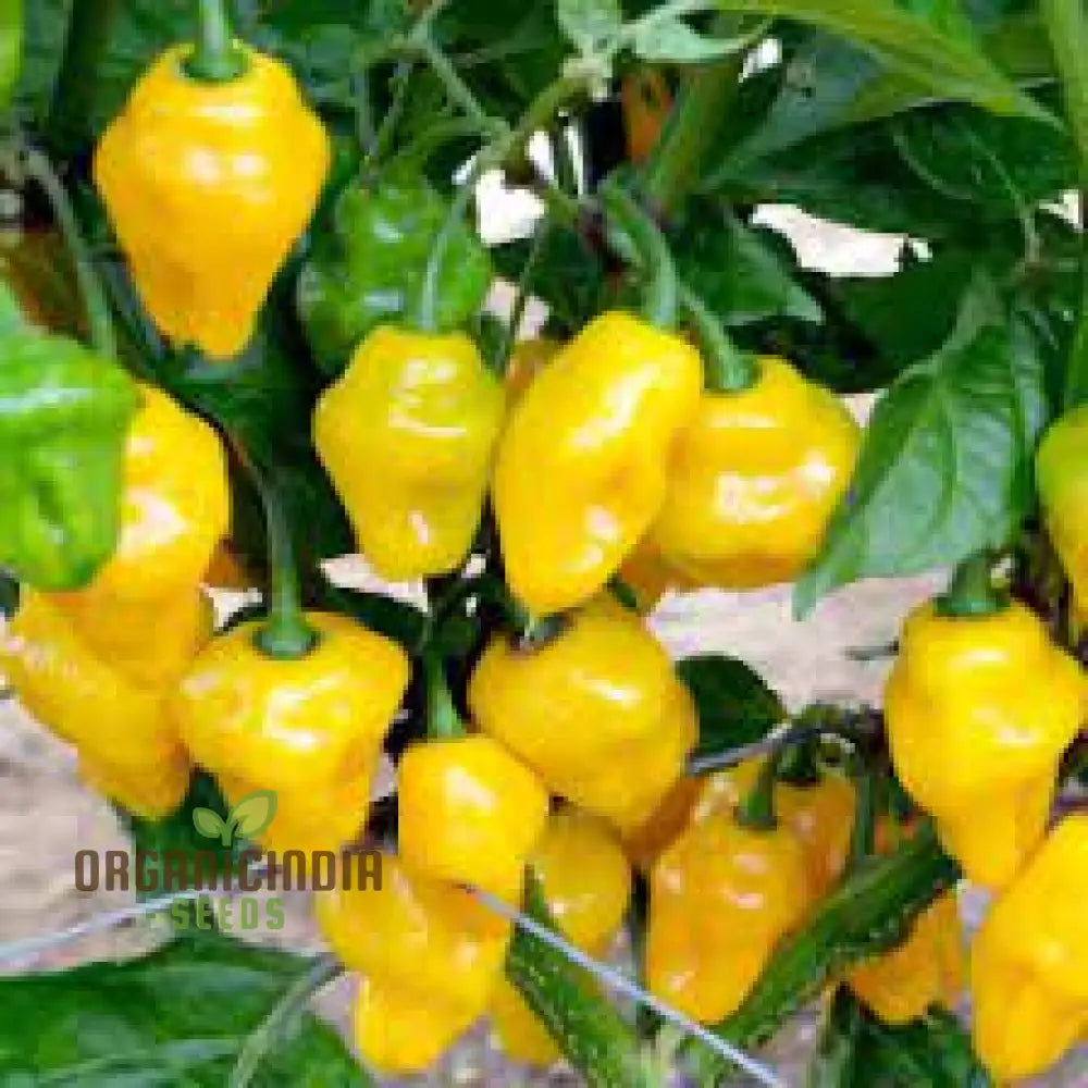 Chilli Seeds - Habanero Yellow Jelly Bean For Planting & Gardening