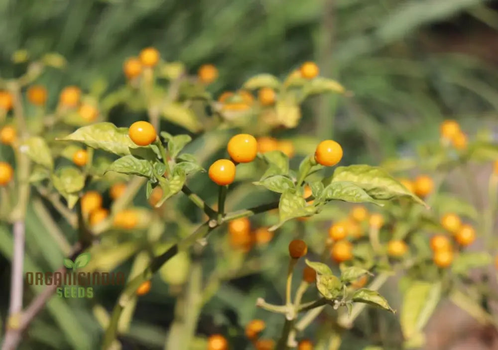 Chilli Seeds - Habanero Yellow Jelly Bean For Planting & Gardening