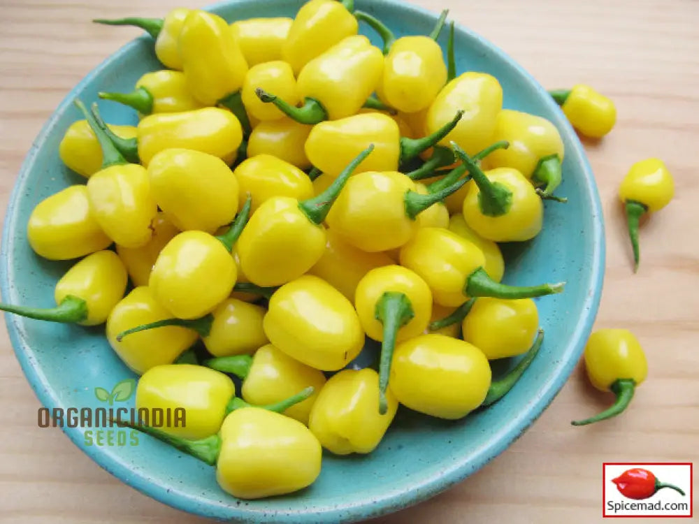 Chilli Seeds - Habanero Yellow Jelly Bean For Planting & Gardening