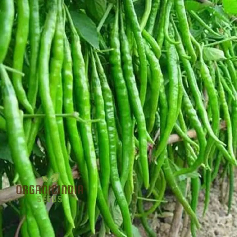 Chilli Seeds Hot Jwala Pariksha Hybrid - Premium Seeds For Successful Planting High-Yield & Spicy